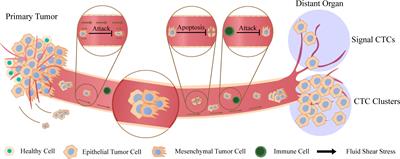 A narrative review of circulating tumor cells clusters: A key morphology of cancer cells in circulation promote hematogenous metastasis